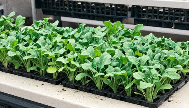仓储管理：优质蔬菜种苗存储条件分析